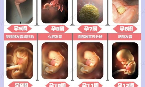 怀孕三个月孩子多大了图片-怀孕3个月孩子不想要网 - 网站提供怀孕三个月孩子多大了图片小常识、怀孕3个月孩子发育成什么样子了